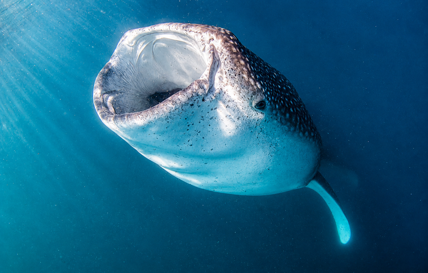 Nado con tiburón ballena y snorkel con lobos marinos