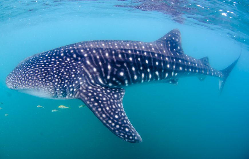 Nado con tiburón ballena y snorkel con lobos marinos