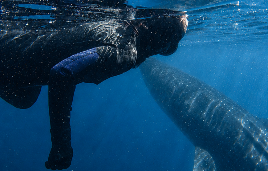 Nado con tiburón ballena y buceo con lobos marinos