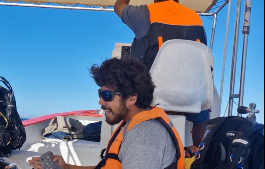 Nado con tiburón ballena y buceo con lobos marinos