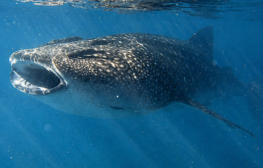 Nado con tiburón ballena y buceo con lobos marinos