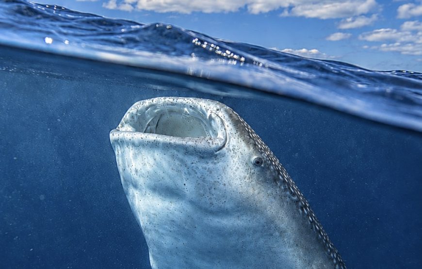Nado con tiburón ballena