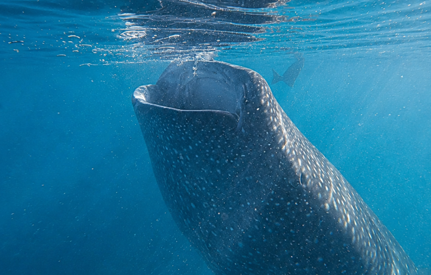 Nado con tiburón ballena