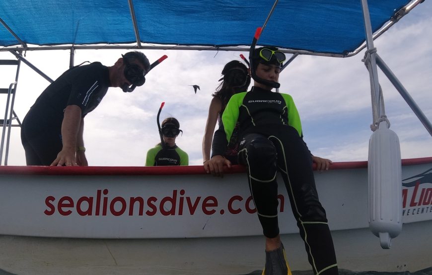 Nado con tiburón ballena y snorkel con lobos marinos