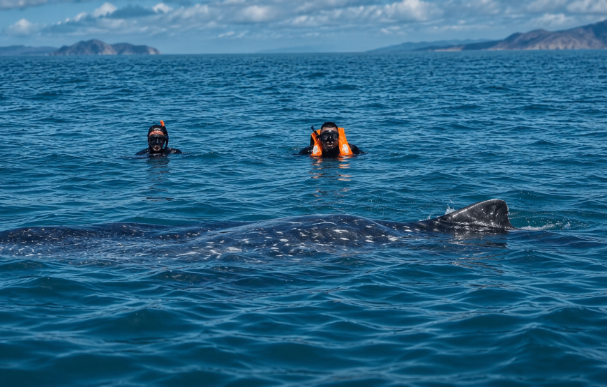 Nado con tiburón ballena