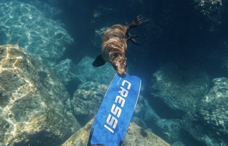 Nado con tiburón ballena y buceo con lobos marinos
