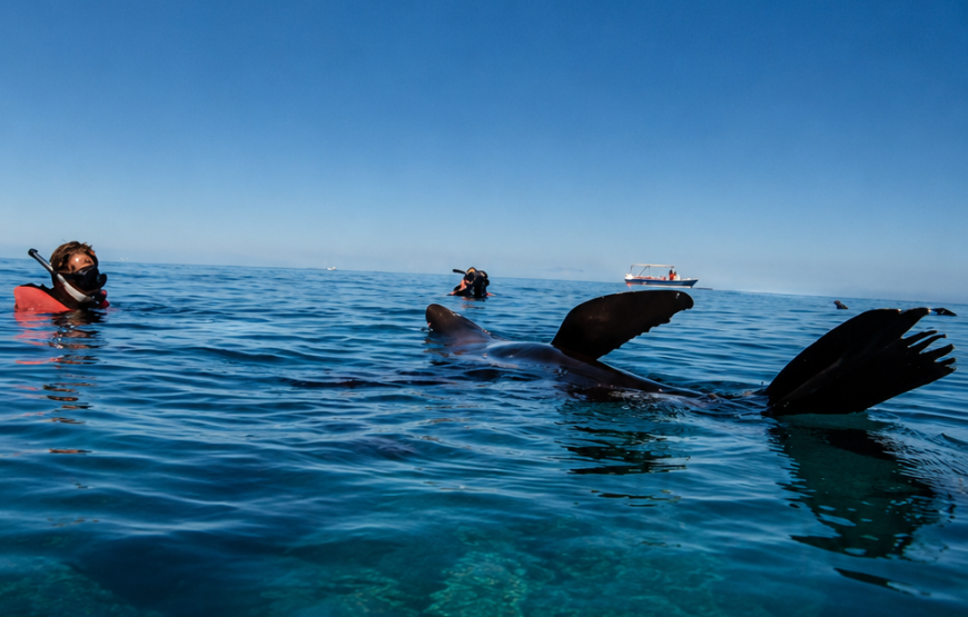 Nado con tiburón ballena y snorkel con lobos marinos